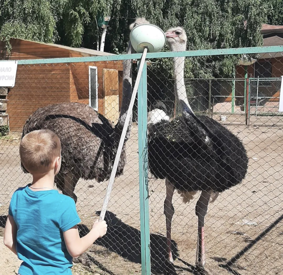 Летние выходные на природе - Мини ферма Страус